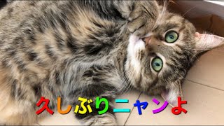 ちょー久しぶりのゆめちゃん🐱