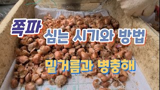 쪽파 심는시기와 파종법 종구 크게 만들기 /밑거름