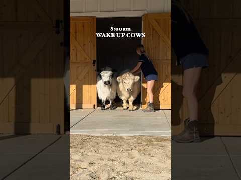 Morning Routine On My Mini Farm!