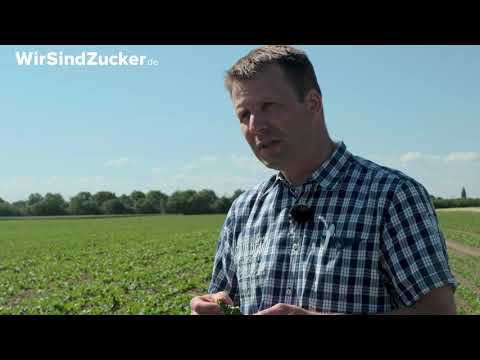 Tagebuch der Zuckerrübe - Blattlausmonitoring