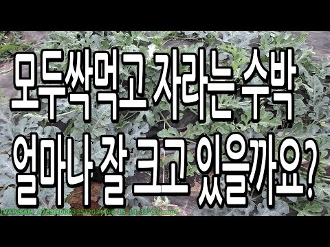 , title : 'Korean Kitchen-gardener 2106151--모두싹 먹고 자라는 수박 / 얼마나 잘 크고 있을까요?'