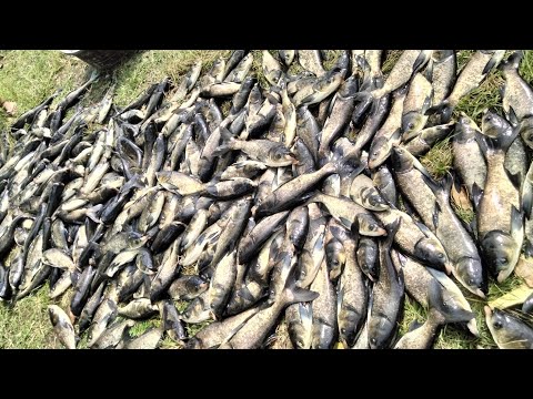 Harvest Ng Blackmask dito SA Sampaloc lake, San Pablo city