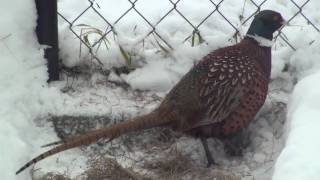 Barbara Streisand 2010 Duck Sauce  version pheasant... (Afrojack Ducky Mix)