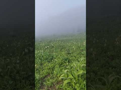 Wildflowers of Mt Rainier