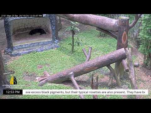 Live webcam view of Black Panther Enclosure