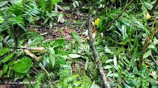 ເລາະຕໍ່ນົກຍິງນົກຍາມເຊົ້າ