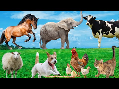 Lovely Animal Moments: Cow, Sheep, Dog, Cat, Chicken, Elephant  - Animal Sounds