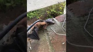 Bat Using Sound to Investigate Surroundings || ViralHog