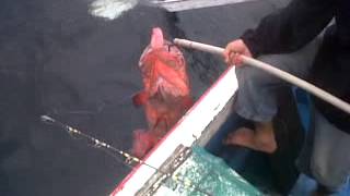 preview picture of video 'Red giantgrouper di Rig chevron 20 kg HobbyQfishingkaltim'