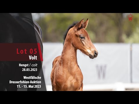 Dressurfohlen-Auktion Lot 05 Volt Hengst v. Vitalis - Fürstenball