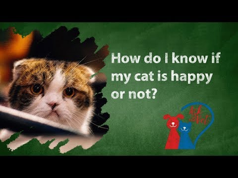 Ask the Vet: How do I know if my cat is happy or not?