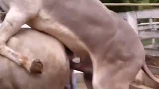 Must watch Animal mating video Mp4 3GP & Mp3