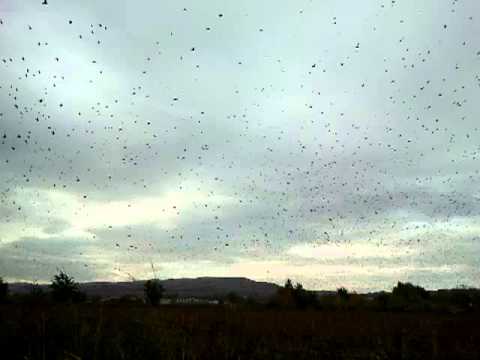 Vrancea Media TV Milioane de grauri peste Jaristea 18 10 2013 II