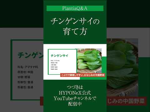 チンゲンサイ 植物