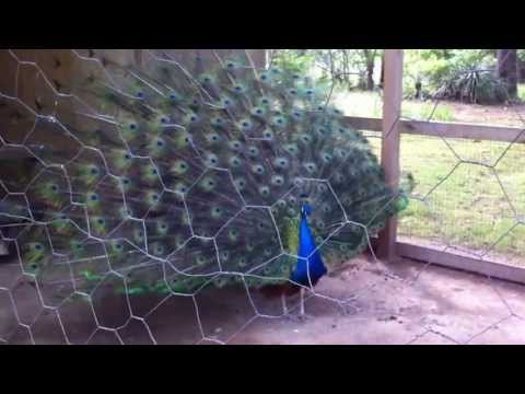 Peacock at Flannery O'Connor's Andalusia Farm