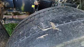 Tracteur routier MAN TGA26.480 à vendre - Image 4 | Autoline BF Tracteur routier MAN TGA26.480 | Image 4 - Autoline