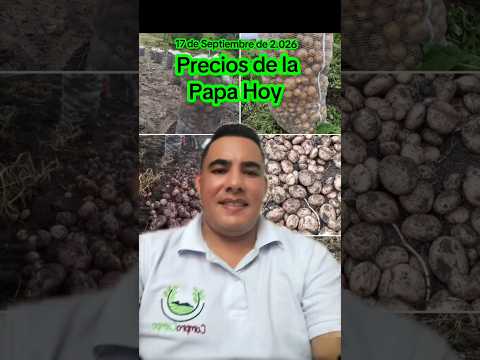 Precios de la Papa hoy en Corabastos Bogotá 🧑‍🌾🥔🥔🥔 #corabastos #boyaca #nariño #cundinamarca #shorts