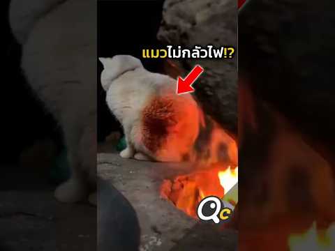ทำไมแมว ไม่กลัวไฟ?