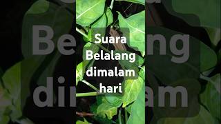 Download lagu Suara Belalang di malam hari #suarabelalang mp3