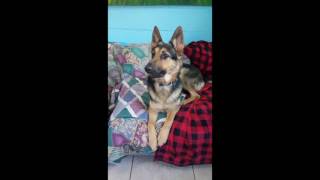 How the 5 Reiki Precepts Helped Joyce the German Shepard