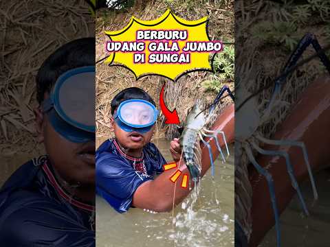 Berburu udang galah jumbo #wakmi #udanggalah #videolucu #ngebolang #sketsakomedi #lucu #comedy