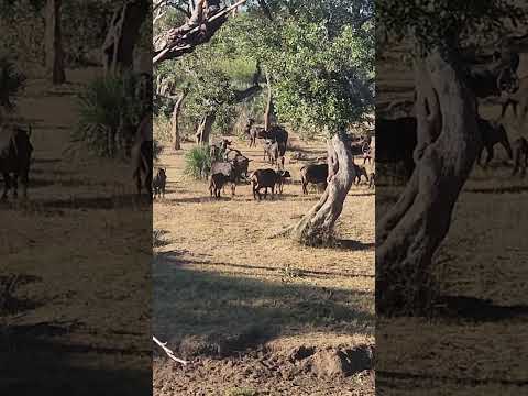 A Majestic Buffalo Herd on the Move in Kruger Park. #wildlife #safari #nature #krugernationalpark
