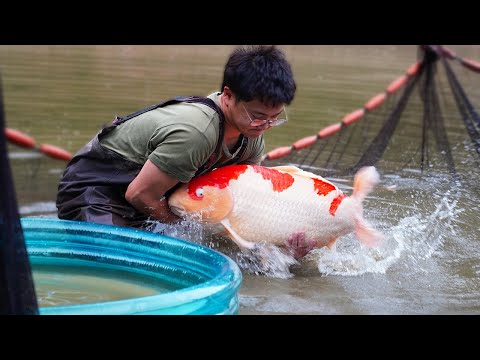 How to Breed Koi Fish? Step by Step Documentary!