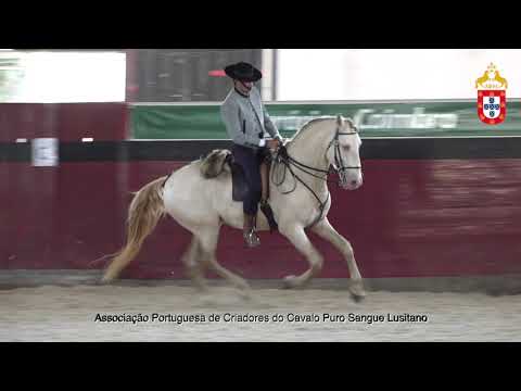 211023 19 Lancelot do Marquês - Aprovação de Garanhões