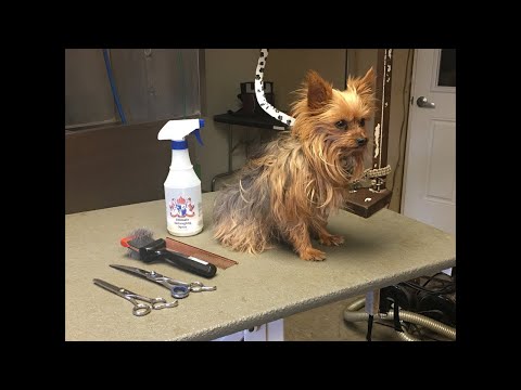 Yorkie full groom LIVE🔴