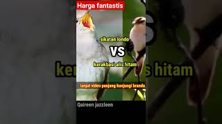 Download lagu SIKATAN LONDO VS KERAKBASI ALIS HITAM BURUNG MAHAL mp3