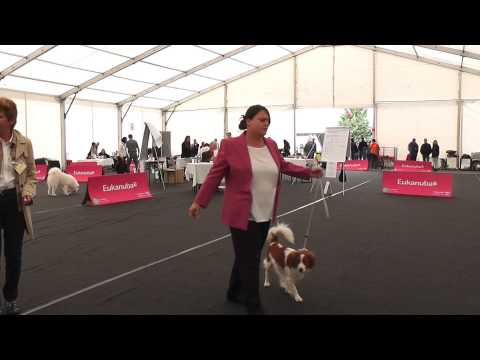 Internationale Bundessieger Ausstellung in Tulln am 27.09.2014