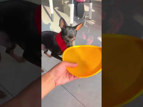 Train well in advance and pick up something for me to eat when I am old.#Touring dog#Train