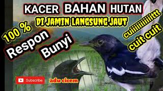 Download lagu TERAPI KACER BAHAN SEKALIGUS PANCINGAN KACER BAHAN HUTAN DIJAMIN 100% LANGSUNG NYAUT🙏 mp3 Download lagu TERAPI KACER BAHAN SEKALIGUS PANCINGAN KACER BAHAN HUTAN DIJAMIN 100% LANGSUNG NYAUT🙏 mp3
