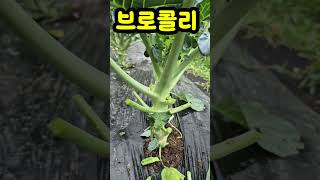 🥦 브로콜리 쑥쑥(6/19) #브로콜리효능 #브로콜리 #도시농부tv #도시텃밭 #주말<b class="sch_word">농장</b>