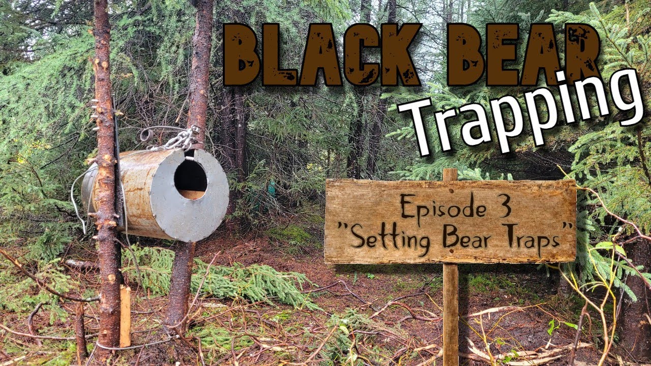 Setting Bear Traps - Episode 3 | Labrador Fall Black Bear Hunting / Trapping🧸