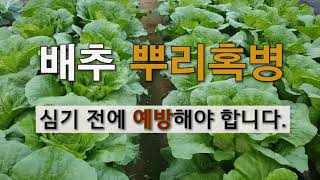 배추 뿌리혹병 심기 전에 예방해야 합니다. #주말농장 #김장배추 가꾸기 #가을배추 가꾸기.