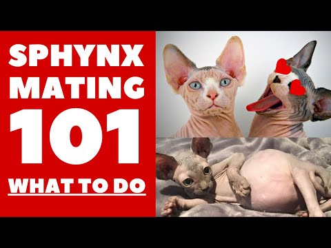 Sphynx Mating 101 : Everything you need to know
