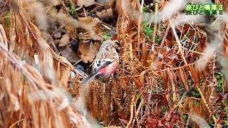 野鳥の身近な暮らし ベニマシコ♂が大阪でえさをを食べる 2025年3月3日