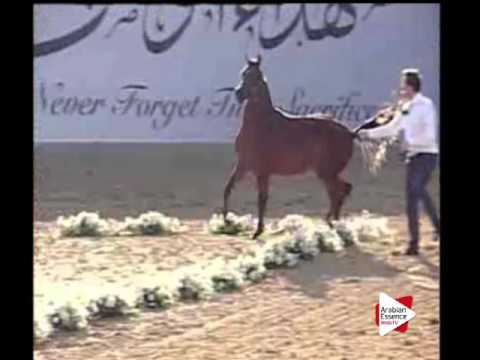 N.177 B A WARD - Ajman 2016 - Colts 2 years old (Class 8A)