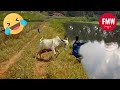 Funny & Hilarious People's Life 😂 #69 - Try not to Laugh | Funny Fails Compilation 2024