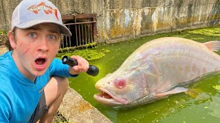 Rare Fish Found LIVING in GREEN SLIME POND!