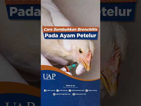 , title : 'BELUM ADA OBATNYA! BEGINI CARA SEMBUHKAN BRONCHITIS PADA AYAM'