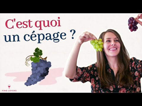 Vin : c'est quoi un cépage ? Sauvignon blanc, Merlot, Syrah...