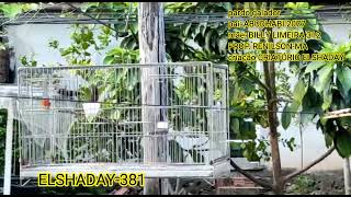 ELSHADAY-381 (pardo galador)