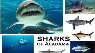 Gulf State Park - Sharks of the Gulf of Mexico
