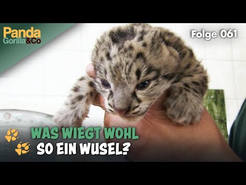 Alltag im Zoo: Schneeleoparden auf der Waage und Fresstraining für Pinguine | Panda, Gorilla & Co.