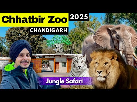 Chhatbir Zoo in Chandigarh | 🐆 LION Safari | Chhatbir Chidiyaghar