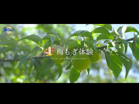 003【秋間梅林】梅もぎ体験【安中市】