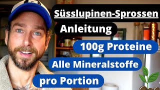 Süsslupinen-Sprossen - pro Portion 100g Proteine und alle Mineralstoffe - Anleitung