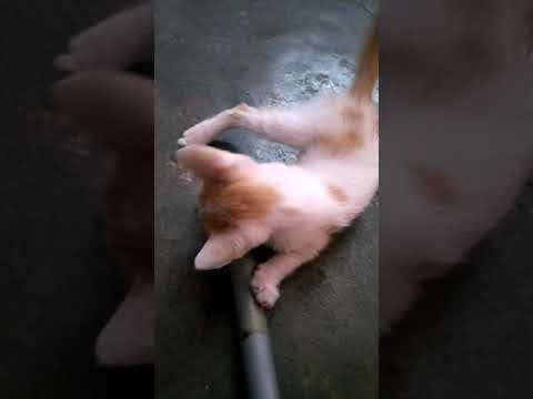 Yaksha Playing Unique Video 📸📸📸📸📸📸📸📸📸📸📸📸📸